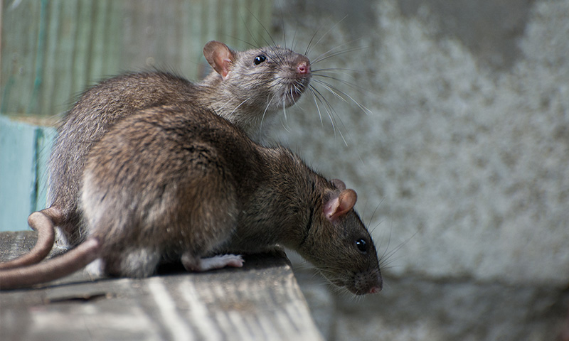 Pest control 2