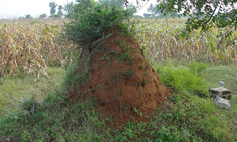 Termites 3